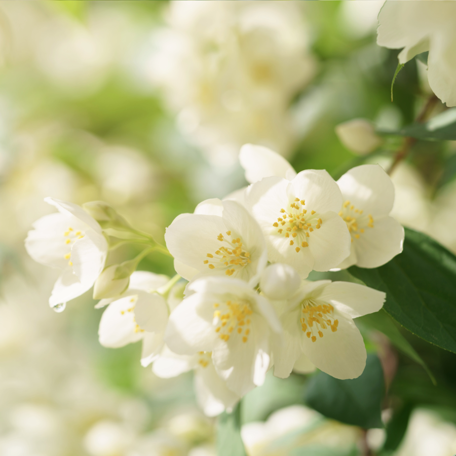Blooming Traditions
